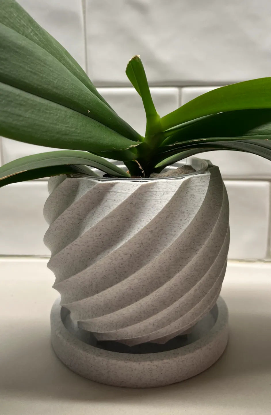 Spiral pot with plant