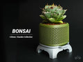 Kumiko superellipse bonsai planter, designed by Meyui
