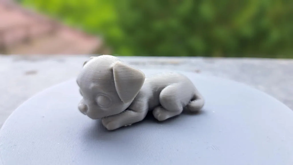 Little dog close-up