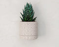 Wall planter with drip tray