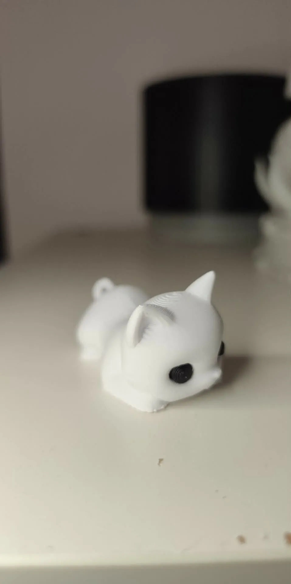Little cat close-up